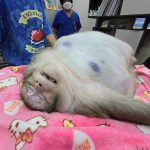 World’s fattest monkey dubbed ‘Godzilla’ dies after being forced to eat himself to death despite trip to fat camp