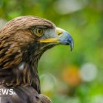 Birds of prey deaths blamed on shooting estate gamekeepers – RSPB