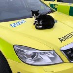 Cat who lived at ambulance station for 15 years saved from eviction