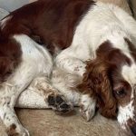 Spaniel caused eight motorway closures while owners were in Spain on holiday