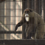 Officials uncover cause of death of nine monkeys who died in two days at Hong Kong zoo