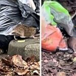 The UK street where ‘rats as big as cats’ scurry around in ‘broad daylight’