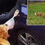 Golden retriever ruins family holiday after running off with whole turkey