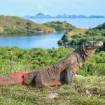 Travelers can soon fly from Singapore to the ‘gateway’ to Komodo National Park