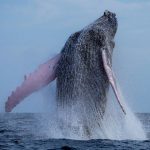 Humpback whales in the English Channel: What’s behind the sightings?