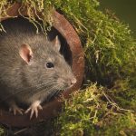 Urgent rat ‘invasion’ alert to all those living in 15 UK cities this week