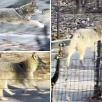 Coyotes spotted trotting through Central Park, including in broad daylight, several times in last few weeks