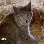 Scotland lynx: The quest to catch Cairngorms’ mysterious big cats