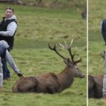 Shocking moment group of yobs assault wild stag by pulling its antlers