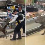 Wild coyote yanked from refrigerated section of Aldi supermarket in Chicago, shocking video shows