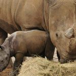 Colchester Zoo zebra dies after ‘incident’ with rhino in mixed species enclosure