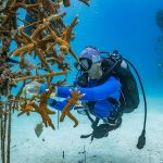 How We Can Restore Coral Reefs