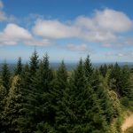 Can the U.S. Timber Industry and Forest Carbon Credit Programs Coexist? 