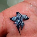 Tourists banned from another popular Spanish beach as killer ‘blue dragons’ swarm after Costa Blanca invasion