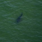 Great White Sharks Are Flocking to the New England Waters of ‘Jaws’