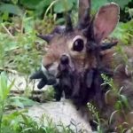 ‘Zombie’ rabbits with tentacles have been spotted in the wild – is your pet safe?