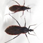 The Deadly ‘Kissing Bug’ Disease Has Quietly Spread Across the U.S. What Is It?
