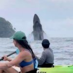 Stunning moment whale and calf jump out of water next to awed kayakers