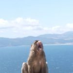 Are Gibraltar’s infamous monkey mafia as vicious as tourists claim? The Sun went to find out…& uncovered shocking theory