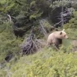 Chilling final vid of climber moments before he was attacked by brown bear causing him to fall into ravine