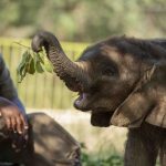 Elephant carer gored to death by beast he raised from calf – just days after making a vid to celebrate her 19th birthday