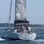 Terrifying moment orca SINKS tourist yacht off Brit holiday hotspot Portugal in latest killer whale attack