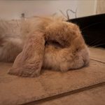 Animal rescue workers shocked when brown rabbit turns out to be stained white pet who lived with chain smoker