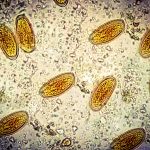What Ancient Poop Reveals About Our Ancestors