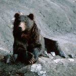 Mushroom picker, 70, found dead with head ripped off after savage bear attack