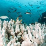 The World’s First Climate Tipping Point Has Been Crossed, Scientists Say