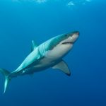 Boy, 14, fighting for life after being mauled by shark while fishing with ‘incredible’ friends who dragged him to safety