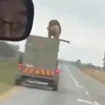 Shock moment giant lion escapes 60mph moving truck & climbs on ROOF before making a break for it in South Africa