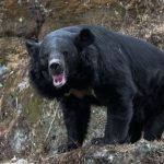 Savage maulings & a severed head… inside world’s bear attack capital with 100 attacks and record deaths in 2025