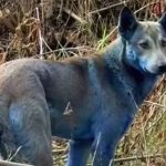 Mystery as abandoned dogs near Chernobyl nuclear power plant turn blue as hounds ‘evolve faster’