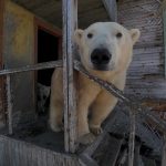 Pack of POLAR BEARS overruns abandoned Soviet-era research station as incredible drone vid shows beasts enjoy new home