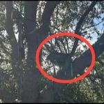 Chilling ‘sniper’s nest’ with ‘line of sight’ to Trump’s Air Force One landing strip found in tree sparking FBI probe
