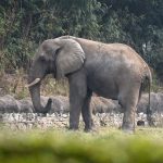 World’s loneliest elephant died of rare disease after decade of isolation in zoo following death of only friend