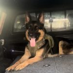 Family’s agony as car stolen with dog Arnie trapped in back is found over a week later with beloved pet dead inside