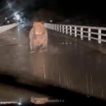 Terrifying moment rampaging bear CHARGES at car after spate of deadly maulings sparks military deployment in Japan
