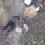 Horror as Putin’s kamikaze drones blow up elderly civilians waving white flags & walking dog in latest brazen war crime