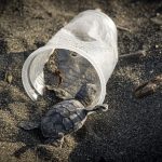 This Small Amount of Plastic Is Enough to Kill a Sea Turtle