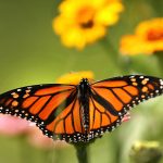 What the Trump Administration’s Plan to Weaken Endangered Species Protections Could Mean