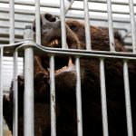 Horror as man mauled by bear left hospitalised after being slashed in the head while out walking