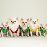 Inside UK pet cloning trend where desperate Brits pay £50k to resurrect ‘zombie dogs’… as TV star reveals replica twins