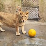 Adorable footage shows Lion dubbed ‘Corgi’ due to its short legs playing with ball inside Chinese zoo
