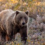 Horror as grizzly bear ATTACKS children on school trip leaving at least 11 kids and teachers injured