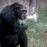 Heartbreaking story of Azalea the chain-smoking chimp who puffed 40-a-DAY before kicking habit