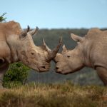 When the Rule of Law Defends the Environment