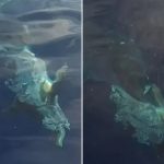 Terrifying moment great white shark brutally savages its prey on coast of Brit tourist hotspot leaving onlookers stunned