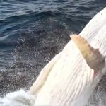 Incredible moment all-white albino humpback whale bursts from water in ultra rare drone sighting of real-life Moby Dick